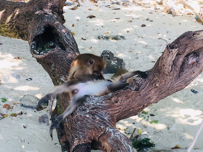 Monkey beach Phi Phi islands