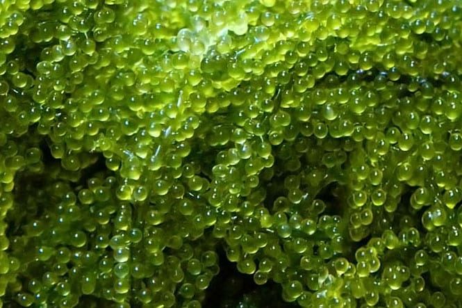 Sea grapes or Green caviar